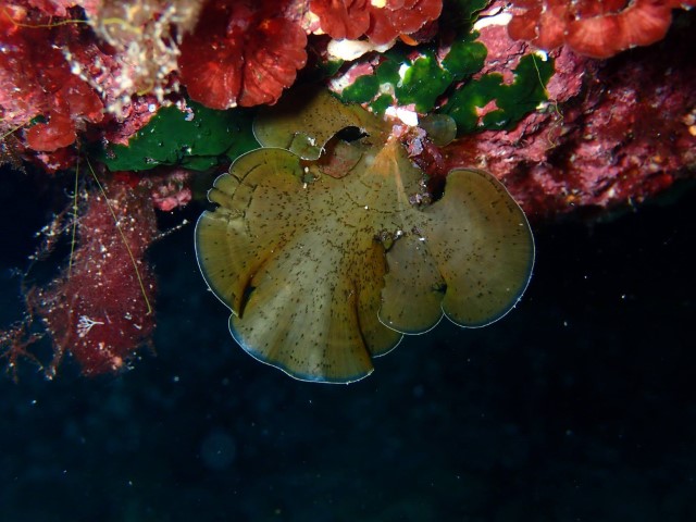 Zonaria typus Small